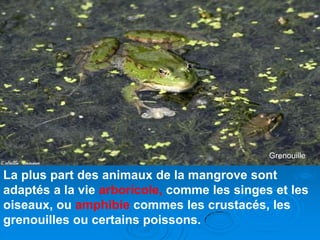 Grenouille

La plus part des animaux de la mangrove sont
adaptés a la vie arboricole, comme les singes et les
oiseaux, ou amphibie commes les crustacés, les
grenouilles ou certains poissons.
 