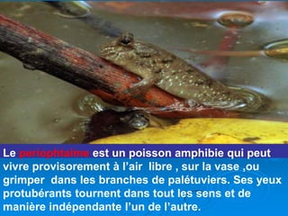 Le periophtalme est un poisson amphibie qui peut
vivre provisorement à l’air libre , sur la vase ,ou
grimper dans les branches de palétuviers. Ses yeux
protubérants tournent dans tout les sens et de
manière indépendante l’un de l’autre.
 
