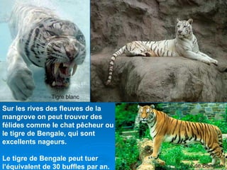 Tigre blanc

Sur les rives des fleuves de la
mangrove on peut trouver des
félides comme le chat pêcheur ou
le tigre de Bengale, qui sont
excellents nageurs.

Le tigre de Bengale peut tuer
l’équivalent de 30 buffles par an.   Tigre de Bengale
 