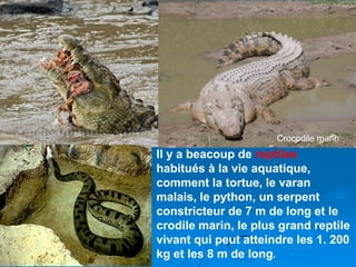 Crocodile marin
Il y a beacoup de reptiles
habitués à la vie aquatique,
comment la tortue, le varan
malais, le python, un serpent
constricteur de 7 m de long et le
crodile marin, le plus grand reptile
vivant qui peut atteindre les 1. 200
kg et les 8 m de long.
 
