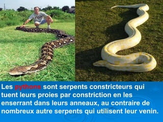 Les pythons sont serpents constricteurs qui
tuent leurs proies par constriction en les
enserrant dans leurs anneaux, au contraire de
nombreux autre serpents qui utilisent leur venin.
 