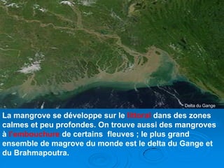 Delta du Gange

La mangrove se développe sur le littoral dans des zones
calmes et peu profondes. On trouve aussi des mangroves
à l’embouchure de certains fleuves ; le plus grand
ensemble de magrove du monde est le delta du Gange et
du Brahmapoutra.
 