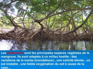 Les palétuviers sont les principales espèces végétales de la
mangrove. Ils sont adaptés à un milieu hostile : des
variations de la marée (inondations) , une salinité élevée , un
sol instable , une faible oxygénation du sol à cause de la
vase…
 