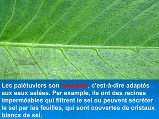 Les palétuviers son halopiles, c’est-à-dire adaptés
aux eaux salées. Par example, ils ont des racines
imperméables qui filtrent le sel ou peuvent sécréter
le sel par les feuilles, qui sont couvertes de cristaux
blancs de sel.
 