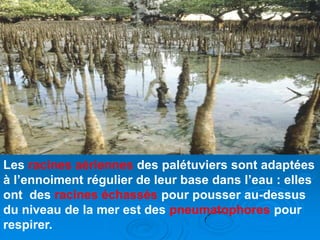 Les racines aériennes des palétuviers sont adaptées
à l’ennoiment régulier de leur base dans l’eau : elles
ont des racines échassés pour pousser au-dessus
du niveau de la mer est des pneumatophores pour
respirer.
 
