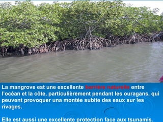 La mangrove est une excellente barrière naturelle entre
l’océan et la côte, particulièrement pendant les ouragans, qui
peuvent provoquer una montée subite des eaux sur les
rivages.

Elle est aussi une excellente protection face aux tsunamis.
 