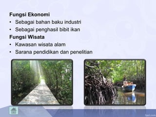 Fungsi Ekonomi
• Sebagai bahan baku industri
• Sebagai penghasil bibit ikan
Fungsi Wisata
• Kawasan wisata alam
• Sarana pendidikan dan penelitian
 