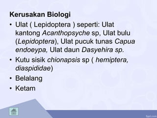Kerusakan Biologi
• Ulat ( Lepidoptera ) seperti: Ulat
kantong Acanthopsyche sp, Ulat bulu
(Lepidoptera), Ulat pucuk tunas Capua
endoeypa, Ulat daun Dasyehira sp.
• Kutu sisik chionapsis sp ( hemiptera,
diaspididae)
• Belalang
• Ketam
 