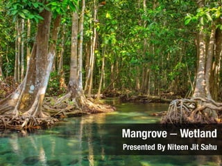 Mangrove – Wetland
Presented By Niteen Jit Sahu
 