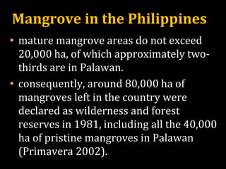 Mangrove in the Philippines
• mature mangrove areas do not exceed
20,000 ha, of which approximately two-
thirds are in Palawan.
• consequently, around 80,000 ha of
mangroves left in the country were
declared as wilderness and forest
reserves in 1981, including all the 40,000
ha of pristine mangroves in Palawan
(Primavera 2002).
 