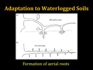 Adaptation to Waterlogged Soils
Formation of aerial roots
 