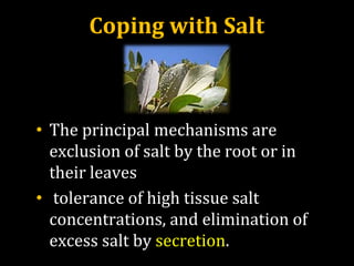 Coping with Salt
• The principal mechanisms are
exclusion of salt by the root or in
their leaves
• tolerance of high tissue salt
concentrations, and elimination of
excess salt by secretion.
 
