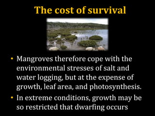 The cost of survival
• Mangroves therefore cope with the
environmental stresses of salt and
water logging, but at the expense of
growth, leaf area, and photosynthesis.
• In extreme conditions, growth may be
so restricted that dwarfing occurs
 