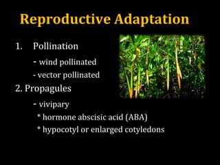 Reproductive Adaptation
1. Pollination
- wind pollinated
- vector pollinated
2. Propagules
- vivipary
* hormone abscisic acid (ABA)
* hypocotyl or enlarged cotyledons
 