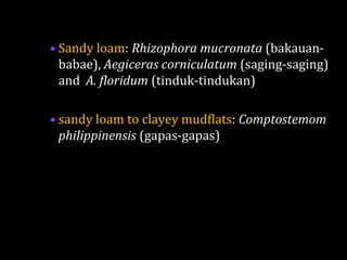 • Sandy loam: Rhizophora mucronata (bakauan-
babae), Aegiceras corniculatum (saging-saging)
and A. floridum (tinduk-tindukan)
• sandy loam to clayey mudflats: Comptostemom
philippinensis (gapas-gapas)
 