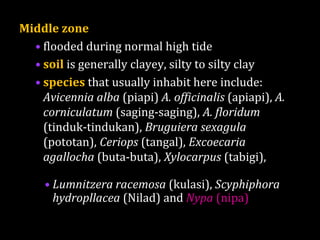 Middle zone
• flooded during normal high tide
• soil is generally clayey, silty to silty clay
• species that usually inhabit here include:
Avicennia alba (piapi) A. officinalis (apiapi), A.
corniculatum (saging-saging), A. floridum
(tinduk-tindukan), Bruguiera sexagula
(pototan), Ceriops (tangal), Excoecaria
agallocha (buta-buta), Xylocarpus (tabigi),
• Lumnitzera racemosa (kulasi), Scyphiphora
hydropllacea (Nilad) and Nypa (nipa)
 