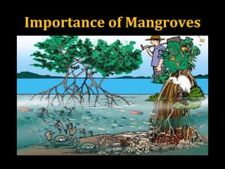 Importance of Mangroves
 