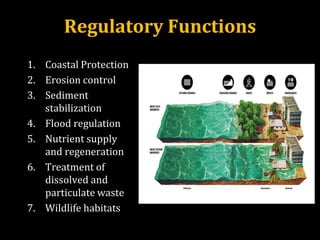 Regulatory Functions
1. Coastal Protection
2. Erosion control
3. Sediment
stabilization
4. Flood regulation
5. Nutrient supply
and regeneration
6. Treatment of
dissolved and
particulate waste
7. Wildlife habitats
 