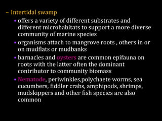 – Intertidal swamp
• offers a variety of different substrates and
different microhabitats to support a more diverse
community of marine species
• organisms attach to mangrove roots , others in or
on mudflats or mudbanks
• barnacles and oysters are common epifauna on
roots with the latter often the dominant
contributor to community biomass
• Nematode, periwinkles,polychaete worms, sea
cucumbers, fiddler crabs, amphipods, shrimps,
mudskippers and other fish species are also
common
 