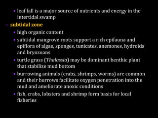 • leaf fall is a major source of nutrients and energy in the
intertidal swamp
– subtidal zone
• high organic content
• subtidal mangrove roots support a rich epifauna and
epiflora of algae, sponges, tunicates, anemones, hydroids
and bryozoans
• turtle grass (Thalassia) may be dominant benthic plant
that stabilize mud bottom
• burrowing animals (crabs, shrimps, worms) are common
and their burrows facilitate oxygen penetration into the
mud and ameliorate anoxic conditions
• fish, crabs, lobsters and shrimp form basis for local
fisheries
 