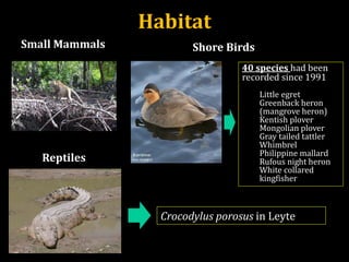Small Mammals Shore Birds
40 species had been
recorded since 1991
Little egret
Greenback heron
(mangrove heron)
Kentish plover
Mongolian plover
Gray tailed tattler
Whimbrel
Philippine mallard
Rufous night heron
White collared
kingfisher
Reptiles
Crocodylus porosus in Leyte
Habitat
 