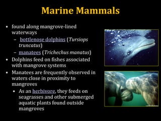 Marine Mammals
• found along mangrove-lined
waterways
– bottlenose dolphins (Tursiops
truncatus)
– manatees (Trichechus manatus)
• Dolphins feed on fishes associated
with mangrove systems
• Manatees are frequently observed in
waters close in proximity to
mangroves
• As an herbivore, they feeds on
seagrasses and other submerged
aquatic plants found outside
mangroves
 