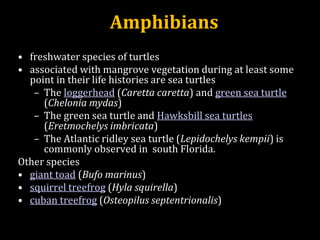 • freshwater species of turtles
• associated with mangrove vegetation during at least some
point in their life histories are sea turtles
– The loggerhead (Caretta caretta) and green sea turtle
(Chelonia mydas)
– The green sea turtle and Hawksbill sea turtles
(Eretmochelys imbricata)
– The Atlantic ridley sea turtle (Lepidochelys kempii) is
commonly observed in south Florida.
Other species
• giant toad (Bufo marinus)
• squirrel treefrog (Hyla squirella)
• cuban treefrog (Osteopilus septentrionalis)
Amphibians
 