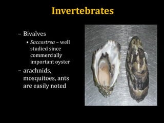 – Bivalves
• Saccostrea – well
studied since
commercially
important oyster
– arachnids,
mosquitoes, ants
are easily noted
http://www.rawfish.com.au/images/-tassie-oyster-pacific-oyster-tasmania-aphrodisiac1.JPG
Invertebrates
 