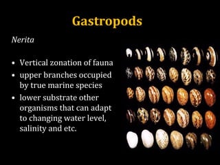 Nerita
• Vertical zonation of fauna
• upper branches occupied
by true marine species
• lower substrate other
organisms that can adapt
to changing water level,
salinity and etc.
http://park.org/Guests/Shells/Shell_Catalogue/Shell_Images/Nerita_polita_variations.jpg
Gastropods
 