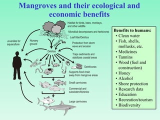 Mangroves and their ecological and
economic benefits
Juveniles for
aquaculture
Nursery
ground
Habitat for birds, bees, monkeys,
and other wildlife
Microbial decomposers and herbivores
Leaf litter/Detritus
Protection from storm
wave and erosion
Traps sediments and
stabilizes coastal areas
Detritus
M
o
l
l
u
s
k
s
Detritivores
Supports food chain
away from mangrove areas
Small carnivores
Commercial and
subsistencfisheries
Large carnivores
Benefits to humans:
• Clean water
• Fish, shells,
mollusks, etc.
• Medicines
• Tannins
• Wood (fuel and
construction)
• Honey
• Alcohol
• Shore protection
• Research data
• Education
• Recreation/tourism
• Biodiversity
 