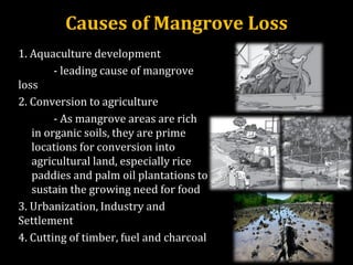 Causes of Mangrove Loss
1. Aquaculture development
- leading cause of mangrove
loss
2. Conversion to agriculture
- As mangrove areas are rich
in organic soils, they are prime
locations for conversion into
agricultural land, especially rice
paddies and palm oil plantations to
sustain the growing need for food
3. Urbanization, Industry and
Settlement
4. Cutting of timber, fuel and charcoal
 