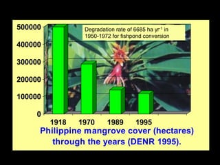 0
100000
200000
300000
400000
500000
1918 1970 1989 1995
Philippine mangrove cover (hectares)
through the years (DENR 1995).
Degradation rate of 6685 ha yr-1 in
1950-1972 for fishpond conversion
 