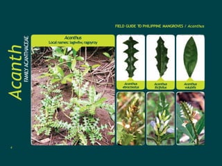 4
FIELD GUIDE T
O PHILIPPINE MANGROVES / Acanthus
Acanth
us
FAMILY
ACANTHACEAE
Acanthus
Local names: lagiwliw,ragoyroy
Acanthus
volubilis
Acanthus
ilicifolius
Acanthus
ebracteatus
 