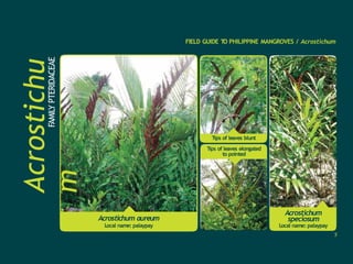 Acrostichum aureum
Local name: palaypay
5
Acrostichu
m
FAMILY
PTERIDACEAE
FIELD GUIDE T
O PHILIPPINE MANGROVES / Acrostichum
Acrostichum
speciosum
Local name: palaypay
Tips of leaves blunt
Tips of leaves elongated
to pointed
 