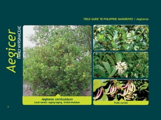 FIELD GUIDE T
O PHILIPPINE MANGROVES / Aegiceras
Aegicer
as
FAMILY
MYRSINACEAE
Aegiceras corniculatum
Local names: saging-saging, tinduk-tindukan Fruits curved
6
 