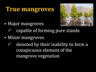 True mangroves
• Major mangroves
✓ capable of forming pure stands
• Minor mangroves
✓ denoted by their inability to form a
conspicuous element of the
mangrove vegetation
 
