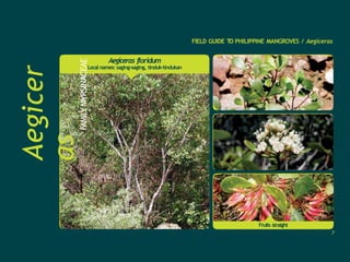 FIELD GUIDE T
O PHILIPPINE MANGROVES / Aegiceras
Aegicer
asFAMILY
MYRSINACEAE
Fruits straight
Aegiceras floridum
Local names: saging-saging, tinduk-tindukan
7
 