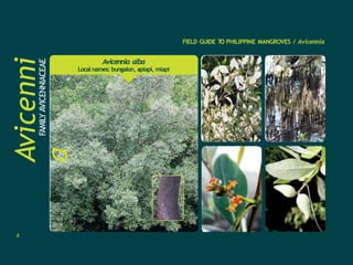 FIELD GUIDE T
O PHILIPPINE MANGROVES / Avicennia
Avicenni
a
FAMILY
AVICENNIACEAE
Avicennia alba
Local names: bungalon, apiapi, miapi
8
 