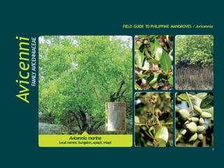 FIELD GUIDE T
O PHILIPPINE MANGROVES / Avicennia
Avicenni
a
FAMILY
AVICENNIACEAE
Avicennia marina
Local names: bungalon, apiapi, miapi
9
 