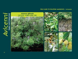 FIELD GUIDE T
O PHILIPPINE MANGROVES / Avicennia
Avicenni
a
FAMILY
AVICENNIACEAE
Avicennia officinalis
Local names: bungalon, apiapi, miapi
10
 