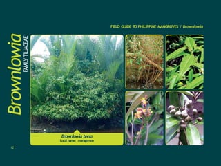 BrownlowiaFAMILY
TILIACEAE FIELD GUIDE T
O PHILIPPINE MANGROVES / Brownlowia
Brownlowia tersa
Local name: maragomon
12
 