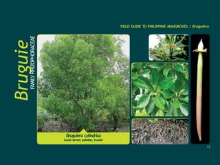 Bruguie
ra
FAMILY
RHIZOPHORACEAE
FIELD GUIDE T
O PHILIPPINE MANGROVES / Bruguiera
Bruguiera cylindrica
Local names: pototan, busain
13
 