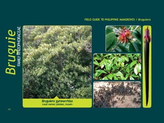 Bruguie
ra
FAMILY
RHIZOPHORACEAE FIELD GUIDE T
O PHILIPPINE MANGROVES / Bruguiera
Bruguiera gymnorrhiza
Local names: pototan, busain
14
 