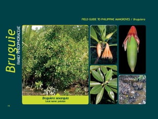Bruguie
ra
FAMILY
RHIZOPHORACEAE FIELD GUIDE T
O PHILIPPINE MANGROVES / Bruguiera
Bruguiera sexangula
Local name: pototan
16
 