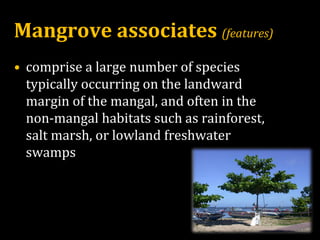 Mangrove associates (features)
• comprise a large number of species
typically occurring on the landward
margin of the mangal, and often in the
non-mangal habitats such as rainforest,
salt marsh, or lowland freshwater
swamps
 