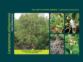 Camptostemon philippinensis
Local name: gapas-gapas
Camptostemon
philippinensis
FAMILY
BOMBACACEAE
FIELD GUIDE T
O PHILIPPINE MANGROVES / Camptostemon philippinensis
17
 
