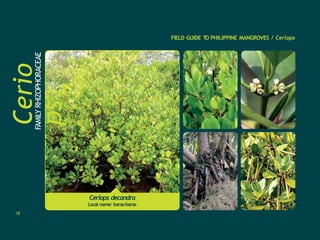 Ceriops decandra
Local name: baras-baras
Cerio
ps
FAMILY
RHIZOPHORACEAE FIELD GUIDE T
O PHILIPPINE MANGROVES / Ceriops
18
 