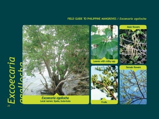 Excoecaria
agallocha
FAMILY
EUPHORBIACEAE
Excoecaria agallocha
Local names: lipata, buta-buta
FIELD GUIDE T
O PHILIPPINE MANGROVES / Excoecaria agallocha
Male flowers
Fruits
Leaves with milky sap
Female flowers
20
 