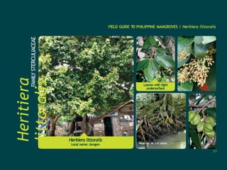 Heritiera littoralis
Local name: dungon
Heritiera
littoralis
FAMILY
STERCULIACEAE
FIELD GUIDE T
O PHILIPPINE MANGROVES / Heritiera littoralis
Leaves with light
undersurface
Photo by: M. J.H. Lebata
21
 