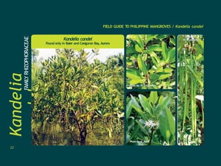 Kandelia
candel
FAMILY
RHIZOPHORACEAE FIELD GUIDE T
O PHILIPPINE MANGROVES / Kandelia candel
Kandelia candel
Found only in Baler and Casiguran Bay, Aurora
Photo by: N. Duke
Photo by: W
. G. Licuanan
Photo by:
W
. G. Licuanan
22
 